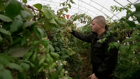 Uskoro počinje sezona berbe malina: Početna otkupna cena 550 dinara, evo koliko je dnevnica za malinare