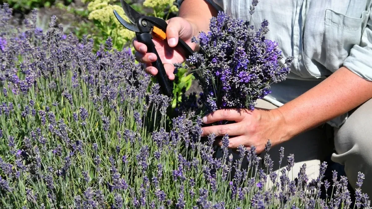 Kako da lavanda preživi velike vrućine? Izbegnite grešku koju svi prave, zbog nje biljka vene, žuti i gubi cvetove