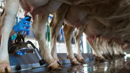 Nova pravila u otkupu mleka - plaćanje u roku od 30 dana 