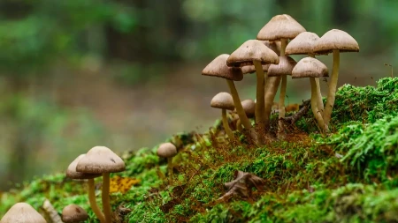 Pečurke u Srbiji idu i do 10 evra po kilogramu - šumsko zlato koje hrani porodice