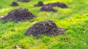 Krtice vam pretvaraju dvorište u gradilište? Evo šta zaista pomaže, a šta je samo gubljenje vremena