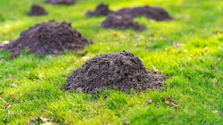 Krtice vam pretvaraju dvorište u gradilište? Evo šta zaista pomaže, a šta je samo gubljenje vremena