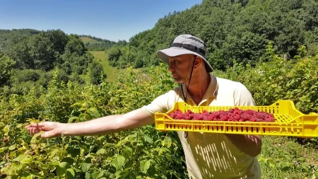Berba malina je počela - ministarstvo poljoprivrede najavljuje kontrole