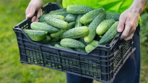 Krastavci će rađati kao nikad pre: Uradite ovo odmah i imaćete rekordnu berbu