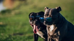 Pet sekundi koje mogu spasiti život psa: Većina vlasnika pravi istu kobnu grešku čim udare vrućine!