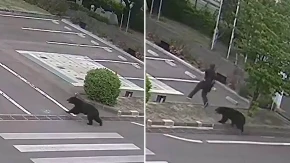 Medved upao u fabriku i krenuo da napada ljude: Kamera snimila jezive scene, škole hitno zatvorene (VIDEO)
