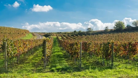 Zovu ga "Mala Toskana" - blizu Beograda su pravili vino koje se služilo na dvorovima