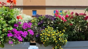 Najbolje biljke za sunčan balkon: Cvetaju celo leto i trpe vrućinu