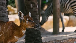 Novi stanovnik zoo vrta u regionu oduševio ljude: Ovo se stvarno retko viđa (VIDEO)