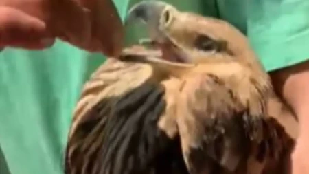 Oteli su ga šverceri, a za njega tražili otkup: Neverovatna sudbina srpskog orla završila se srećnim povratkom kući