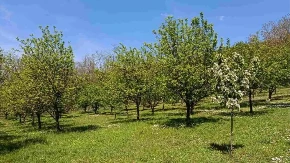Organski voćnjak u punom rodu za 12.000 evra: 130 stabala i letnjikovac - zarada zagarantovana