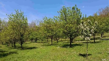 Organski voćnjak u punom rodu za 12.000 evra: 130 stabala i letnjikovac - zarada zagarantovana