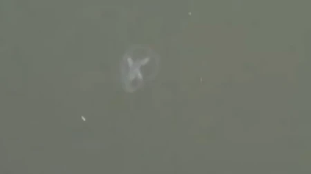 Neobična pojava širi se regionom: Ribolovci masovno prijavljuju ista stvorenja u vodi! (Video)