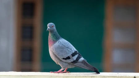 Evo kako da oterate golubove sa terase jednom i zauvek: 7 efikasnih trikova koji rade