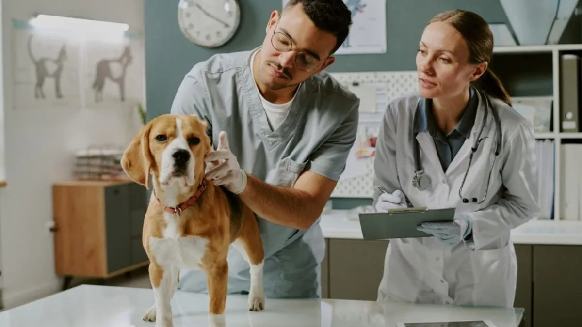 Ova greška tokom leta može biti kobna za vašeg psa: Veterinar upozorio vlasnike