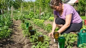 Baštovanski kalendar za jul: Ovo obavezno uradite sada ako hoćete pun baštu paradajza, paprika i krastavaca
