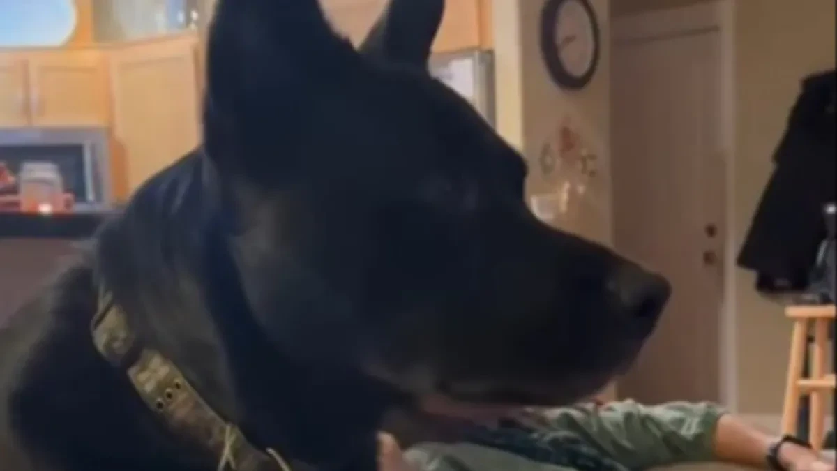 Poslednja želja koja kida srce: Pas Bosko ostao bez preminulog vlasnika, a sada je jednim gestom rasplakao svet!