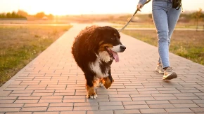Veterinar upozorava vlasnike pasa: U vrelim danima uradite test od 5 sekundi pre svake šetnje sa ljubimcem