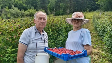 Nema odmora za malinare: Nevenka i Gojko gaze osmu deceniju, ali su najvredniji u svom malinjaku