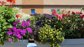Muškatle će vam cvetati do prvih snegova: Samo u saksiju dodajte jedan sastojak