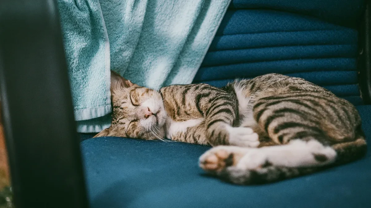Trza šapama, mjauče i pomera brkove: Evo šta se zapravo dešava u glavi vaše mačke dok sanja!