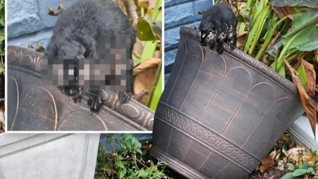 Horor u komšiluku: ''Zombi'' stvorenja prekrivena gnojem preplavila dvorišta - ljudi u panici!