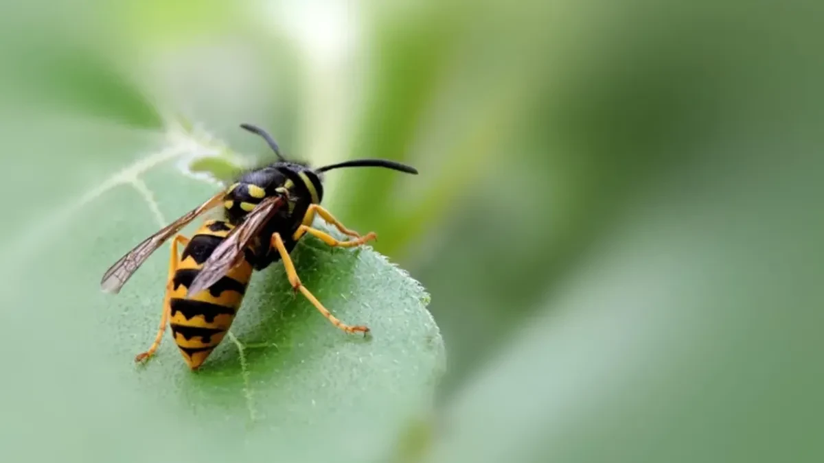 Ose i stršljenovi beže od ove 3 biljke: Posadite ih na terasu i insekti će vas zaobilaziti