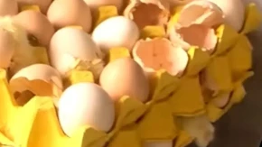 Kupila jaja u marketu: Kad se vratila kući posle dva dana, umalo se srušila od šoka (Video)