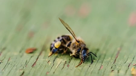 Ubod ose ili pčele vas izludi od svraba? Pčelar otkriva trik sa jednom tabletom koju verovatno imate u tašni