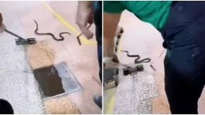 Drama u fabrici u Gornjem Milanovcu! Velika zmija ušla u halu, radnici počeli da beže (VIDEO)