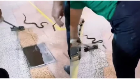 Drama u fabrici u Gornjem Milanovcu! Velika zmija ušla u halu, radnici počeli da beže (VIDEO)