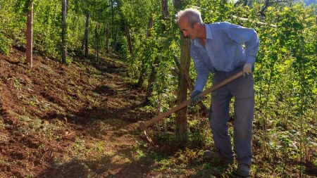 Slede inspekcije i povraćaj subvencija - država češlja malinjake širom Srbije