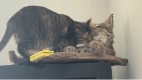 Mačka se zaljubila u plišanog risa, prosto je opsednuta: Ne pomera se od njega - video je hit