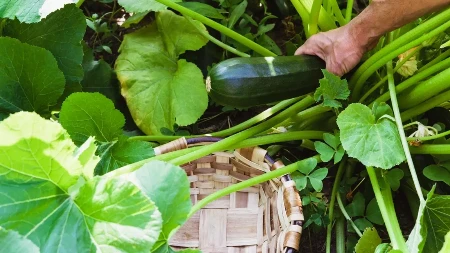 Uzgoj tikvica u Srbiji - koliko ulaganja je potrebno i da li se ovaj posao isplati