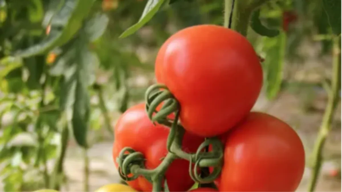 Plod će biti sočan i ukusan: Sada je najbolji period da uradite ovo za vaš paradajz