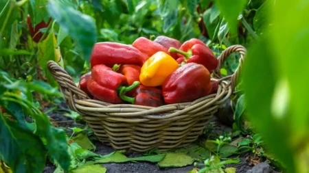 Želite krupne i mesnate paprike? Evo kada morate da ih okopate da bi rađale kao lude