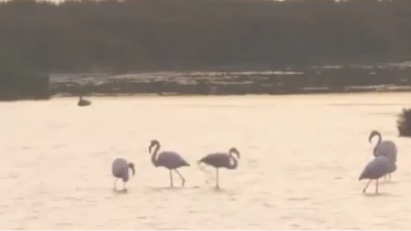 Preko 20.000 flamingosa u Venecijanskoj laguni: Ekolozi poručuju samo jedno