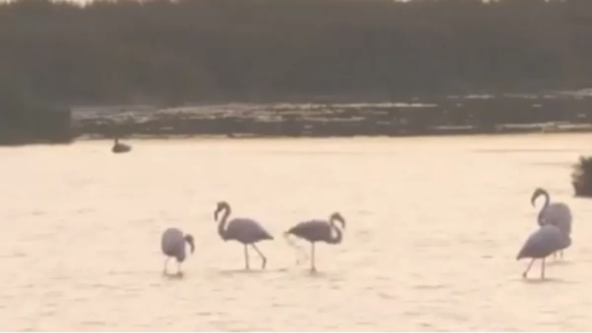 Preko 20.000 flamingosa u Venecijanskoj laguni: Ekolozi poručuju samo jedno