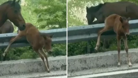 Srce da prepukne: Ždrebe zarobljeno na metalnoj ogradi – konji nemo posmatrali, a onda je usledio šok preokret!
