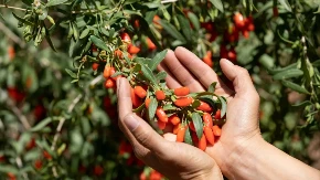 Znate li za srpske “crvene dijamante”? Raste na obodima Fruške gore, traženo u celom svetu