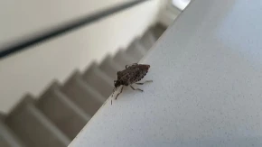 Smrdibube vam ulaze u kuću? Nikako ih ne gnječite – evo kako da ih se rešite bez smrada