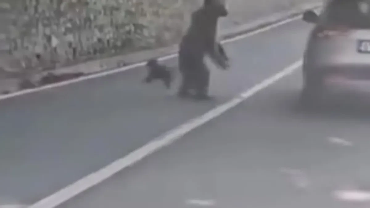 Borba za život u autu: Zver brutalno napala turistu, grebala ga i grizla, on vrištao u panici - snimak ledi krv