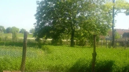 Satnica 900 dinara: Oglas za pakovanje ove vrste voća napravio haos (FOTO)
