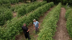 Najmanje 600 dinara očekujemo za kilogram: Malinar Mileta sprema se za berbu malina - radnici mahom stižu iz inostranstva jer domaći traže visoke dnevnice?