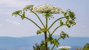 Izgleda kao nežni cvet, ali to uopšte nije: Jedna od najopasnijih biljaka nastanila se u Srbiji, nikako je ne pipajte