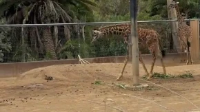 Žirafa ugledala patku u zoo vrtu, pa zinula od čuda: Pogleda