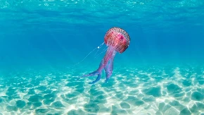 Najezda ljubičastih meduza u Grčkoj: Nisu nimalo bezazlene, 