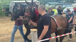 Preko 100 konja iz svih delova Srbije stiglo u ovo