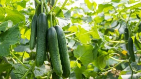 Krastavci će rađati duplo više: Baštovanu otkrili kako ih za