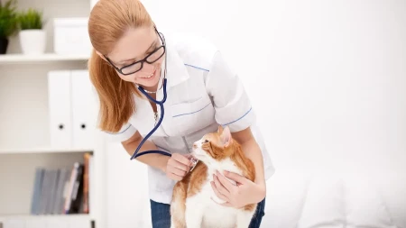 Višak kilograma ozbiljno ugrožava zdravlje vašeg ljubimca: Vlasnicima je slatko, ali veterinari upozoravaju da može biti jako opasno